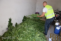 Plantacja marihuany pod Pasłękiem