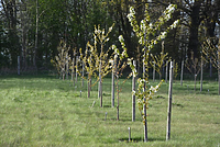 Uwaga! Człowiek w powietrzu!  (Opowieści z lasu, odc. 209)