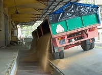 Po rzepakowych żniwach