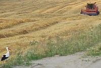 Po żniwach - dożynki