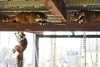 Przyjedź na festyn, pomóż "Jelonkom"