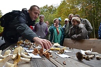 Podsumowanie grzybobrania