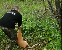 Pogranicznicy z Braniewa uratowali kozła