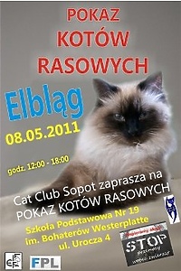 Pokaz kociej arystokracji