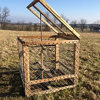 Polował na jastrzębie i ... sam został „upolowany"