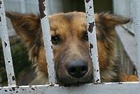 Pomóżmy podopiecznym elbląskiego schroniska