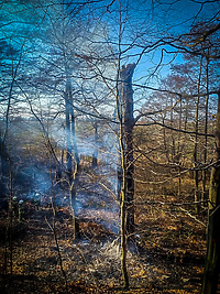 Stary, spróchniały, pożyteczny i... spalony (Opowieści z lasu, odc. 315)