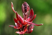 Przed obiektywem Niny Piechowiak