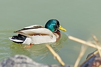 Przede wszystkim nie wybrzydza (Opowieści z lasu, odc. 261)