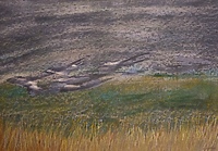 Przelotne ptaki na wystawie