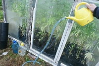 Przydomowa uprawa konopi i nie tylko