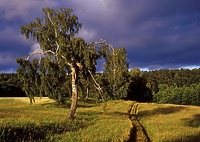 Przydrożne, śródpolne... skarby