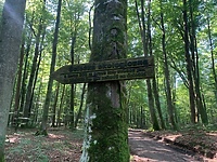 Rezerwat Sosny Taborskiej   (Na spacer z portEl.pl, odc. 18)