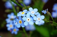 "Rosną nad potoczkiem, patrzą rybim oczkiem..." (Opowieści z lasu, odc. 218)