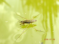 Ślizga się na wodzie (Opowieści z lasu, odc. 260)