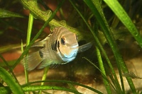 Ryba wpływa na…inspekcję