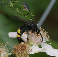 Rzadka i okazała (Opowieści z lasu, odc. 325)