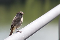 Drobny ptaszek, który żyje blisko ludzi (Opowieści z lasu, odc. 169)