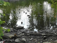 Śmieci znikną ze stawu (wracamy do tematu)