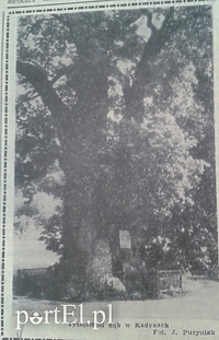 Stanica turystyczna pod dębem - tysiąclatkiem