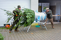 Świąteczne choinki