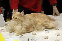 Światowy Dzień Kota