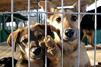 Światowy Dzień Zwierząt