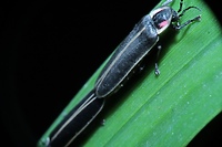 Świecący niejadek (Opowieści z lasu, odc. 229)