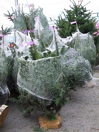 Świerk czy jodła, cięty czy w doniczce?