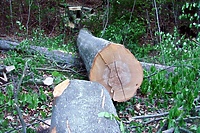 "To teren chroniony. Należy natychmiast wstrzymać wycinkę"