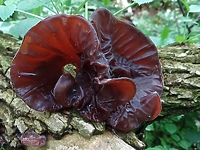 "Ucho judaszowe" rośnie na pniu (Opowieści z lasu, odc. 177)