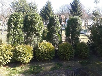 Ukradł krzewy i wsadził je na swojej działce