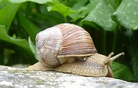Winniczek w regionie pod całoroczną ochroną