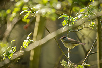 Utalentowany dekorator-wokalista (Opowieści z lasu, odc. 271)