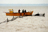 Morza szum, ptaków śpiew...