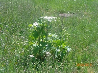 Uwaga na barszcz Sosnowskiego