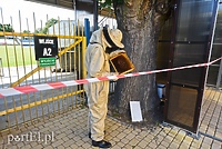 Uwaga na pszczoły przy stadionie (aktualizacja)