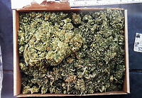 W mieszkaniu 22-latki policjanci znaleźli narkotyki