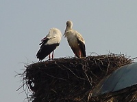 Zdążyć przed przylotem