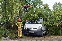 Wichura powaliła drzewo na nissana
