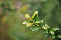 Wiecznie zielony (Opowieści z lasu, odc. 264)