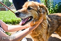 Podyskutuj o Elblągu: okno życia dla zwierząt?