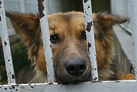 Wielki tłok w schronisku