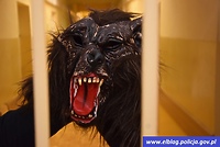 Wilkołak włamywał się do sklepów