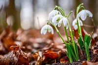 Wiosna to... czy zima? (Opowieści z lasu, odc. 262)