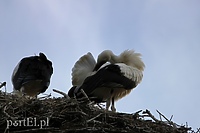 Wróciły do nas bociany! Dzisiaj mają swoje święto