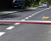 Wstęgi do przecięcia