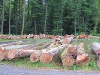 „Wycięli drzewa z dziuplami i gniazdami"  (wracamy do tematu)