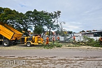 Dlaczego z Kochanowskiego wycięto drzewa?
