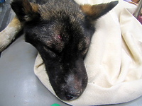 Psi opiekun z piekła rodem stanie przed sądem